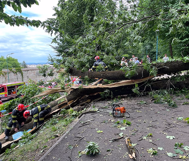 Tragedie sub Tâmpa: un tânăr de 27 de ani a murit după ce un copac aparent sănătos s-a prăbușit peste el