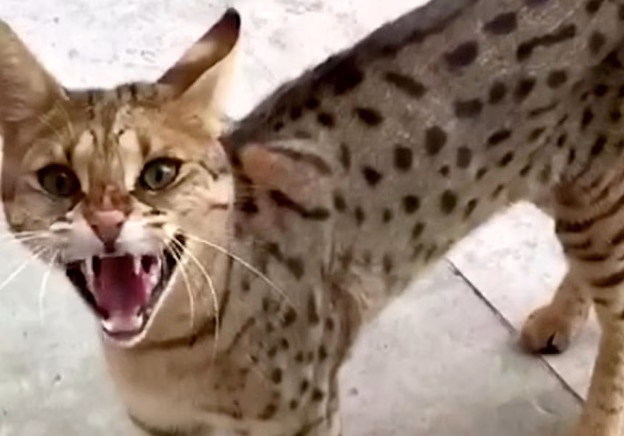 img_5621-624x436 Teroare cu gheare: explozia pisicilor „psihopate” Savannah în Marea Britanie