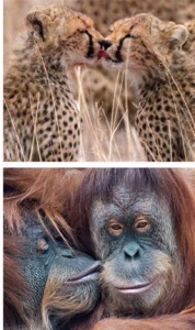 2-AA1QHecJ-178x300 Sărutul „gură pe gură”, un mister evolutiv… aparent inutil care este mai vechi decât omul