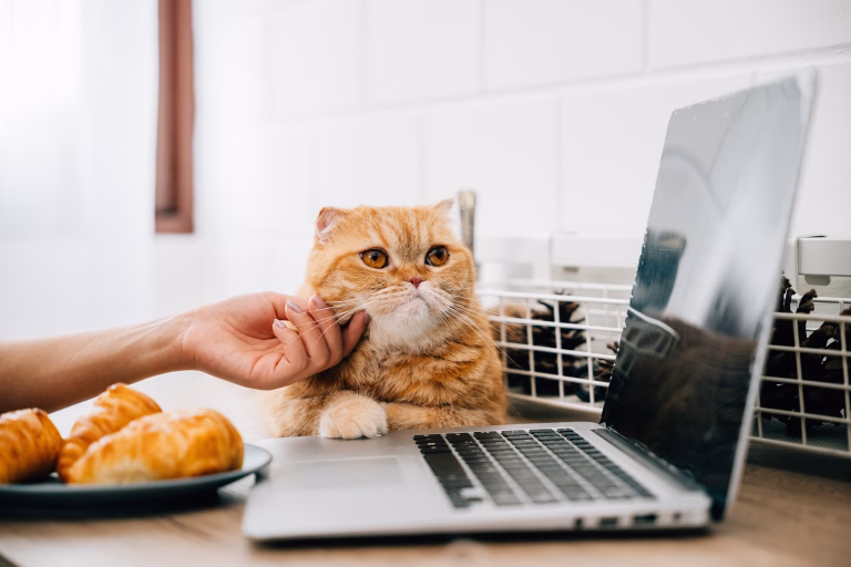 Translatorul de animale: Inovații tehnologice pentru comunicarea cu prietenii necuvântători