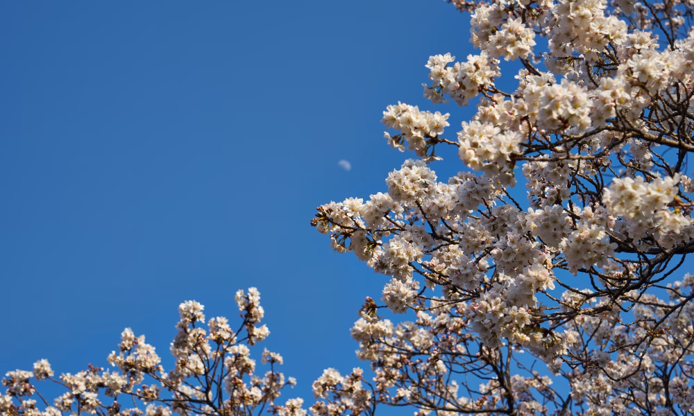 Meteorologii, meteorologii anunta, patru saptamani, precipitatii excedent, temperaturi apropiate