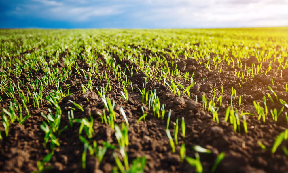 afaceri agricole Europa, Al Nahyan Romania, familia regala Abu Dhabi, investigatie DeSmog, subventii agricole UE