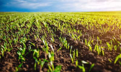afaceri agricole Europa, Al Nahyan Romania, familia regala Abu Dhabi, investigatie DeSmog, subventii agricole UE