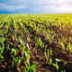 afaceri agricole Europa, Al Nahyan Romania, familia regala Abu Dhabi, investigatie DeSmog, subventii agricole UE