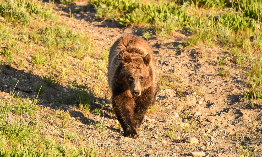 animal sălbatic, Garda de Intervenţie Fieni, ISU Dâmboviţa, mesaj RO-Alert, urs Cota 1000