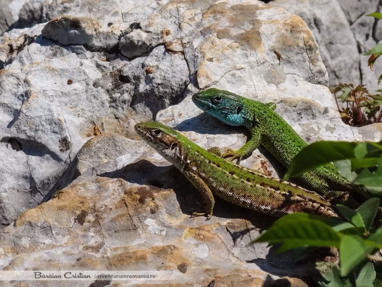 Animalele se adaptează rapid la provocările mediului urban