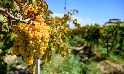 finantare modernizare, investitii europene, Ministerul Agriculturii, sector vitivinicol, Vinul romanesc