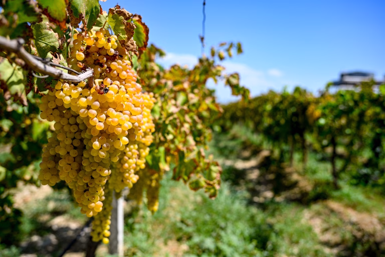 Peste 11 milioane de euro pentru modernizarea sectorului vitivinicol din România
