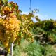 finantare modernizare, investitii europene, Ministerul Agriculturii, sector vitivinicol, Vinul romanesc