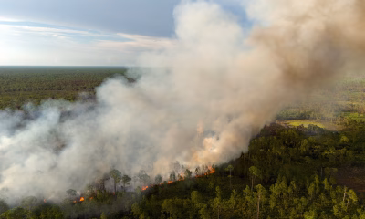 cimitir Ștefănești, incendiu Botoșani, ISU Botoșani, lumânare aprinsă, vegetatie arsă