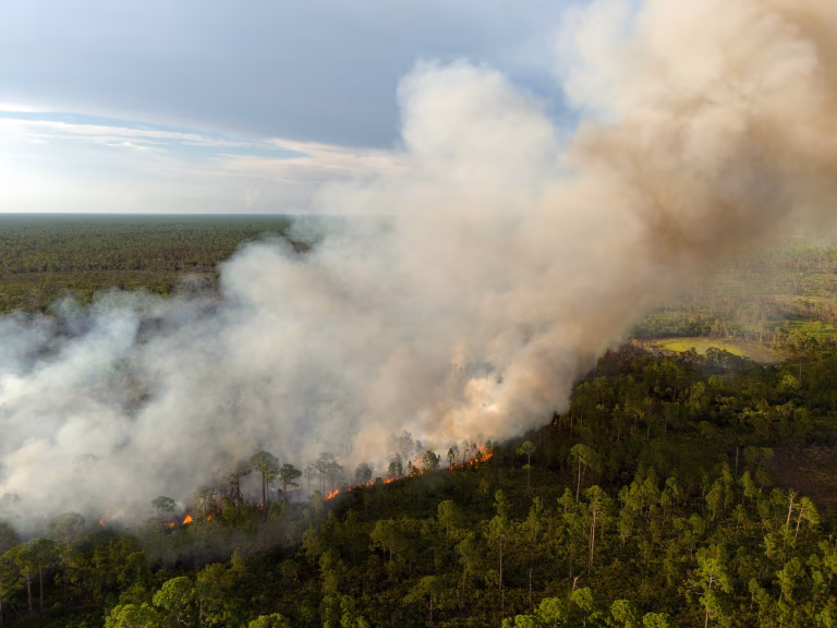 Incendiu devastator în Botoșani: 50 de hectare de vegetație distruse de o lumânare aprinsă
