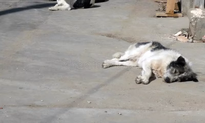 Protest pentru drepturile animalelor la București