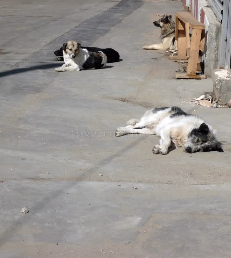 Protest pentru drepturile animalelor la București